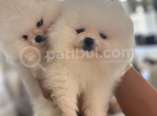 Beyaz Ayı Surat Pomeranian Yavrularımız görsel