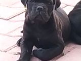 Cane corso yavrular