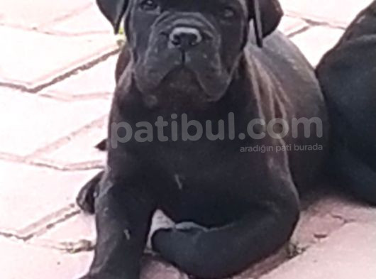 Cane Corso Yavrular