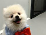 Aci̇l 4 Aylık Ayı Surat Pasaportlu Garantili Pomeranian Boo