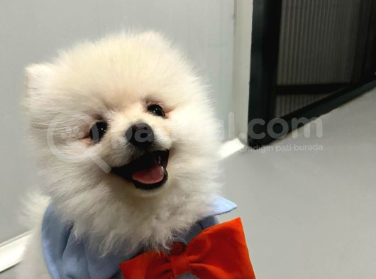 Aci̇l 4 Aylık Ayı Surat Pasaportlu Garantili Pomeranian Boo görsel