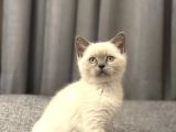 2 aylık british shorthair point dişi-erkek kediler