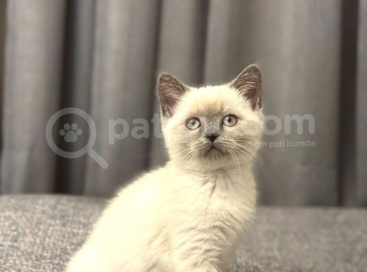 2 aylık british shorthair point dişi-erkek kediler