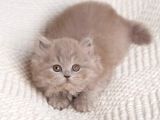 İpeksi Tüylü Lilac British Longhair
