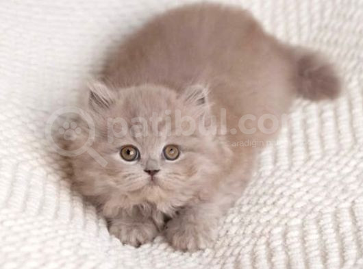 İpeksi Tüylü Lilac British Longhair görsel