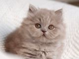 İpeksi Tüylü Lilac British Longhair