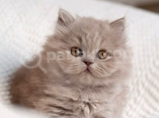 İpeksi Tüylü Lilac British Longhair görsel