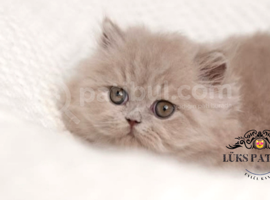 İpeksi Tüylü Lilac British Longhair