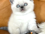 Dikkat Çekici Hatlarıyla Blackgolden British Shorthair NS24 