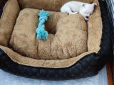 Teacup Kar Beyaz Chihuahua Yavru