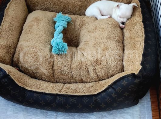Teacup Kar Beyaz Chihuahua Yavru görsel