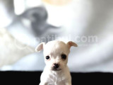 Teacup Kar Beyaz Chihuahua Yavru