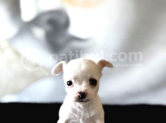 Teacup Kar Beyaz Chihuahua Yavru