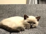 2 Aylık British Shorthair Point Dişi-Erkek Kediler