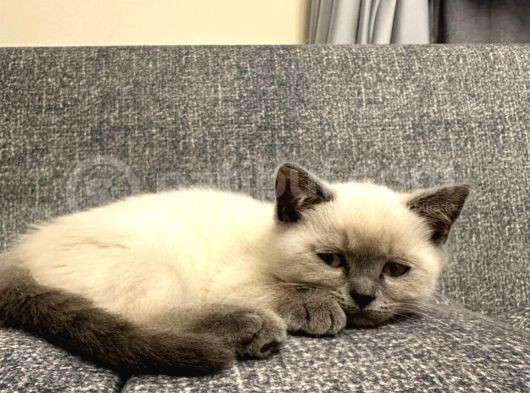 2 Aylık British Shorthair Point Dişi-Erkek Kediler görsel