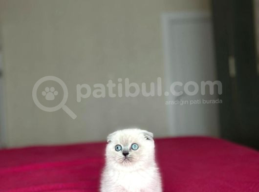 Scottish Fold Blue Poi̇nt Yavrularim görsel