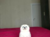 Scottish Fold Blue Poi̇nt Yavrularim