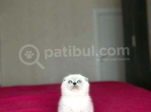 Scottish Fold Blue Poi̇nt Yavrularim görsel
