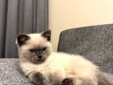 2 Aylık British Shorthair Point Dişi-Erkek Kediler