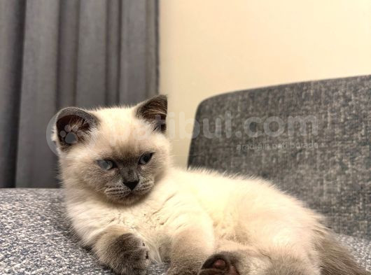 2 Aylık British Shorthair Point Dişi-Erkek Kediler görsel