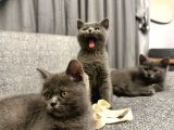2 Aylık British Shorthair Point Dişi-Erkek Kediler