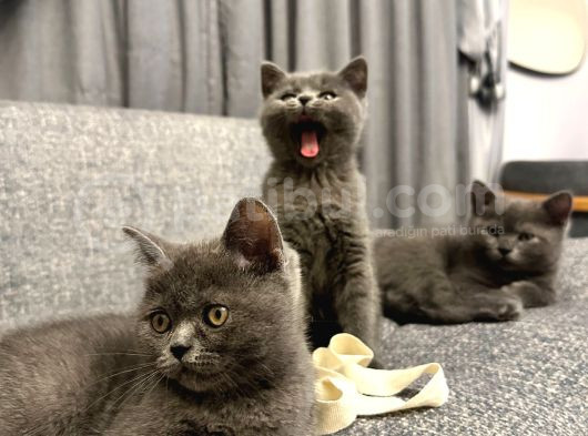 2 Aylık British Shorthair Point Dişi-Erkek Kediler görsel
