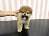 Üst Düzey Dişi Safkan Pomeranian Boo Yavru