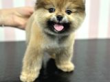 Üst Düzey Dişi Safkan Pomeranian Boo Yavru