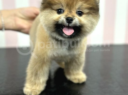 Üst Düzey Dişi Safkan Pomeranian Boo Yavru görsel