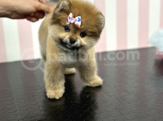 Üst Düzey Dişi Safkan Pomeranian Boo Yavru