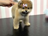 Üst Düzey Dişi Safkan Pomeranian Boo Yavru