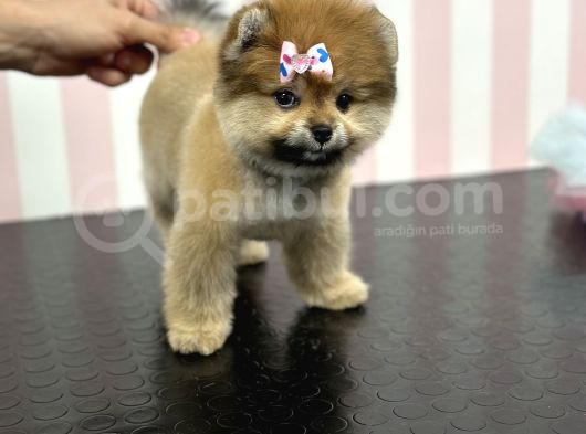 Üst Düzey Dişi Safkan Pomeranian Boo Yavru görsel