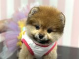 Üst Düzey Dişi Safkan Pomeranian Boo Yavru