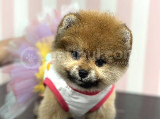 Üst Düzey Dişi Safkan Pomeranian Boo Yavru görsel