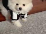 Pomerian Boo Sıfır Beden