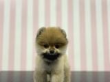 Üst Düzey Dişi Safkan Pomeranian Boo Yavru