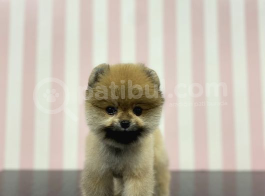 Üst Düzey Dişi Safkan Pomeranian Boo Yavru görsel