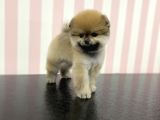Üst Düzey Dişi Safkan Pomeranian Boo Yavru