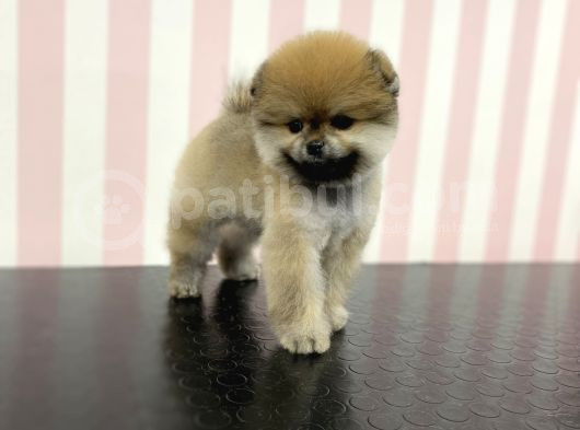Üst Düzey Dişi Safkan Pomeranian Boo Yavru görsel