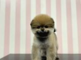 Üst Düzey Dişi Safkan Pomeranian Boo Yavru