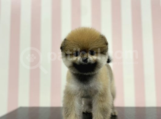 Üst Düzey Dişi Safkan Pomeranian Boo Yavru