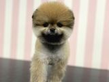 Üst Düzey Dişi Safkan Pomeranian Boo Yavru