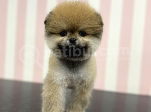 Üst Düzey Dişi Safkan Pomeranian Boo Yavru görsel