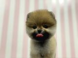 Üst Düzey Dişi Safkan Pomeranian Boo Yavru