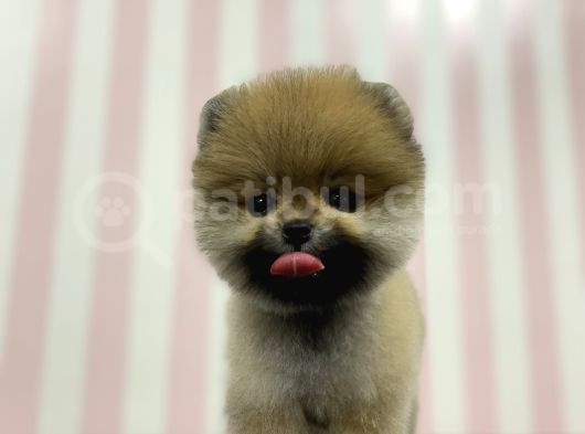 Üst Düzey Dişi Safkan Pomeranian Boo Yavru görsel
