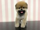 Üst Düzey Safkan Dişi Pomeranian Boo Yavru