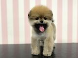 Üst Düzey Safkan Dişi Pomeranian Boo Yavru