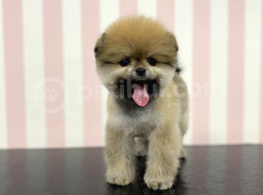 Üst Düzey Safkan Dişi Pomeranian Boo Yavru görsel