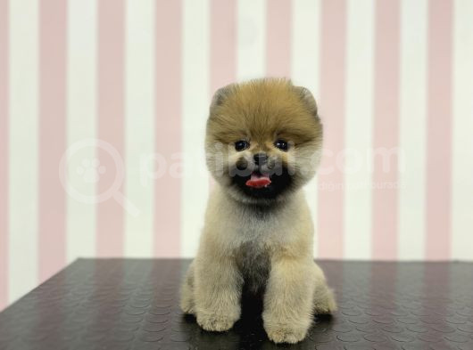Üst Düzey Safkan Dişi Pomeranian Boo Yavru görsel