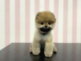 Üst Düzey Safkan Dişi Pomeranian Boo Yavru